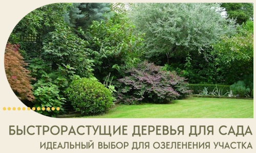 Быстрорастущие деревья для сада идеальный выбор в Узловой