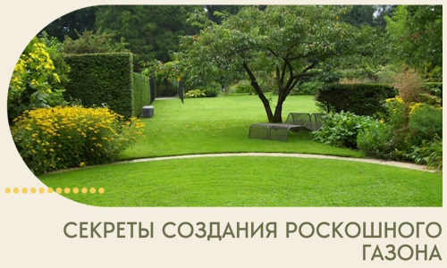 Секреты создания роскошного газона в Узловой